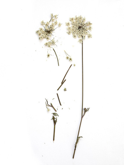 Photo Stéphane Coutelle
French photographer Paris
beauty, nude, fine art, flower, art print 
éditions La Belle Étoile*
beauty photographer, cosmetic, beauté
Fleurs suppliciées , fleurs