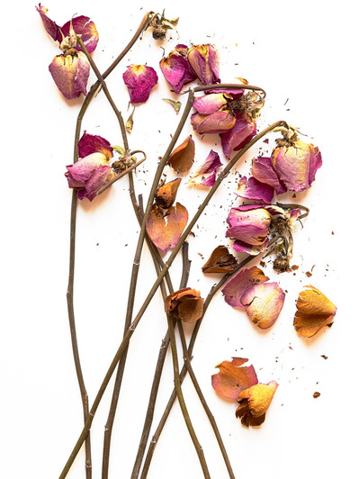 Photo Stéphane Coutelle
French photographer Paris
beauty, nude, fine art, flower, art print 
éditions La Belle Étoile*
beauty photographer, cosmetic, beauté
Fleurs suppliciées , fleurs