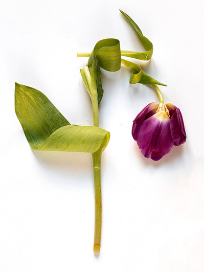Photo Stéphane Coutelle
French photographer Paris
beauty, nude, fine art, flower, art print 
éditions La Belle Étoile*
beauty photographer, cosmetic, beauté
Fleurs suppliciées , fleurs