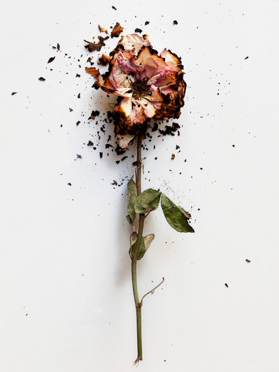 Photo Stéphane Coutelle
French photographer Paris
beauty, nude, fine art, flower, art print 
éditions La Belle Étoile*
beauty photographer, cosmetic, beauté
Fleurs suppliciées , fleurs