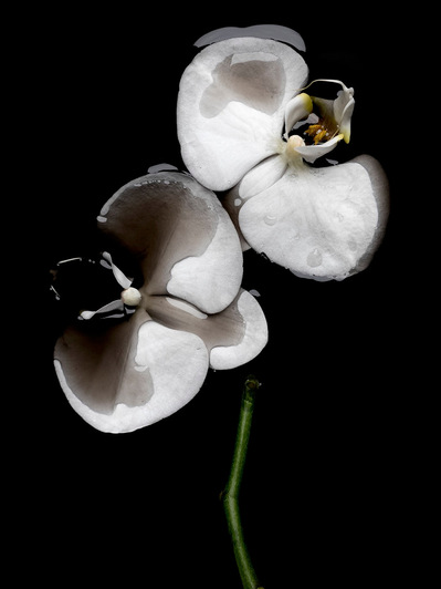 Photo Stéphane Coutelle
French photographer Paris
beauty, nude, fine art, flower, art print 
éditions La Belle Étoile*
beauty photographer, cosmetic, beauté
Fleurs suppliciées , fleurs