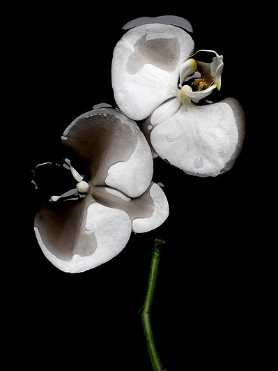 Photo Stéphane Coutelle
French photographer Paris
beauty, nude, fine art, flower, art print 
éditions La Belle Étoile*
beauty photographer, cosmetic, beauté
Fleurs suppliciées , fleurs