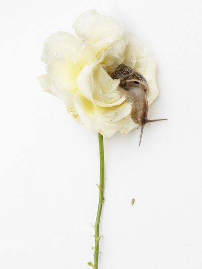 Photo Stéphane Coutelle
French photographer Paris
beauty, nude, fine art, flower, art print 
éditions La Belle Étoile*
beauty photographer, cosmetic, beauté
Fleurs suppliciées , fleurs