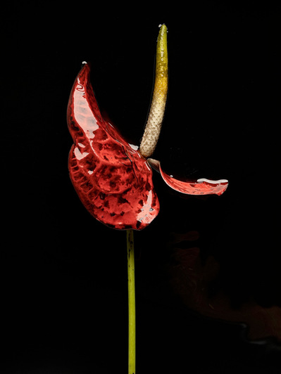 Photo Stéphane Coutelle
French photographer Paris
beauty, nude, fine art, flower, art print 
éditions La Belle Étoile*
beauty photographer, cosmetic, beauté
Fleurs suppliciées , fleurs