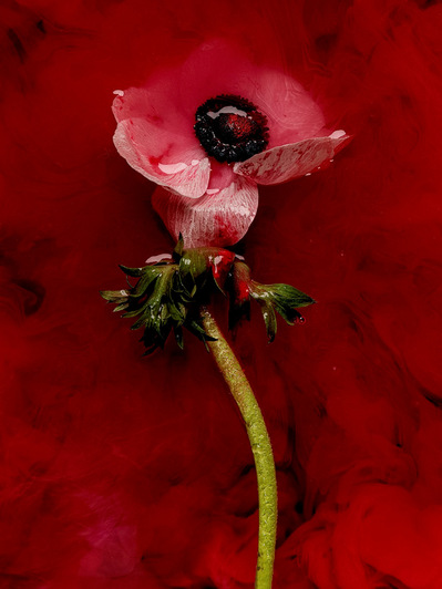 Photo Stéphane Coutelle
French photographer Paris
beauty, nude, fine art, flower, art print 
éditions La Belle Étoile*
beauty photographer, cosmetic, beauté
Fleurs suppliciées , fleurs