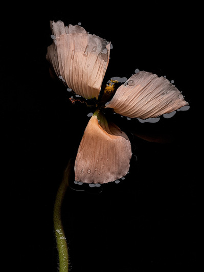 Photo Stéphane Coutelle
French photographer Paris
beauty, nude, fine art, flower, art print 
éditions La Belle Étoile*
beauty photographer, cosmetic, beauté
Fleurs suppliciées , fleurs