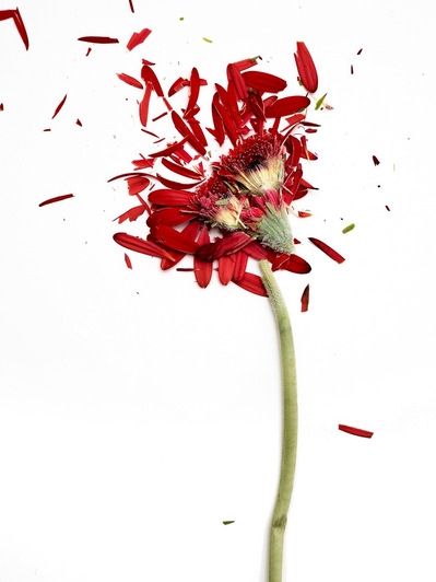 Photo Stéphane Coutelle
French photographer Paris
beauty, nude, fine art, flower, art print 
éditions La Belle Étoile*
beauty photographer, cosmetic, beauté
Fleurs suppliciées , fleurs