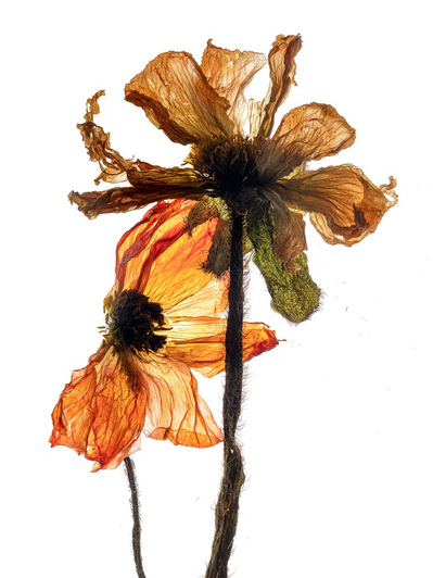 Photo Stéphane Coutelle
French photographer Paris
beauty, nude, fine art, flower, art print 
éditions La Belle Étoile*
beauty photographer, cosmetic, beauté
Fleurs suppliciées , fleurs