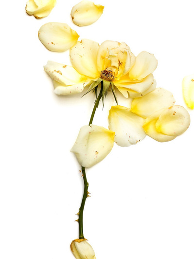 Photo Stéphane Coutelle
French photographer Paris
beauty, nude, fine art, flower, art print 
éditions La Belle Étoile*
beauty photographer, cosmetic, beauté
Fleurs suppliciées , fleurs