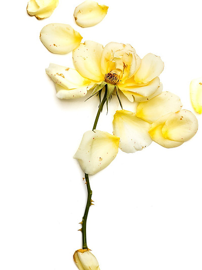 Photo Stéphane Coutelle
French photographer Paris
beauty, nude, fine art, flower, art print 
éditions La Belle Étoile*
beauty photographer, cosmetic, beauté
Fleurs suppliciées , fleurs
