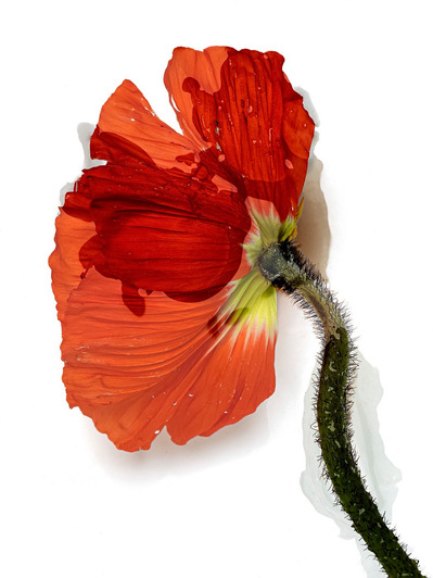 Photo Stéphane Coutelle
French photographer Paris
beauty, nude, fine art, flower, art print 
éditions La Belle Étoile*
beauty photographer, cosmetic, beauté
Fleurs suppliciées , fleurs