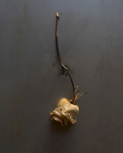 Photo Stéphane Coutelle
French photographer Paris
beauty, nude, fine art, flower, art print 
éditions La Belle Étoile*
beauty photographer, cosmetic, beauté
Fleurs suppliciées , fleurs