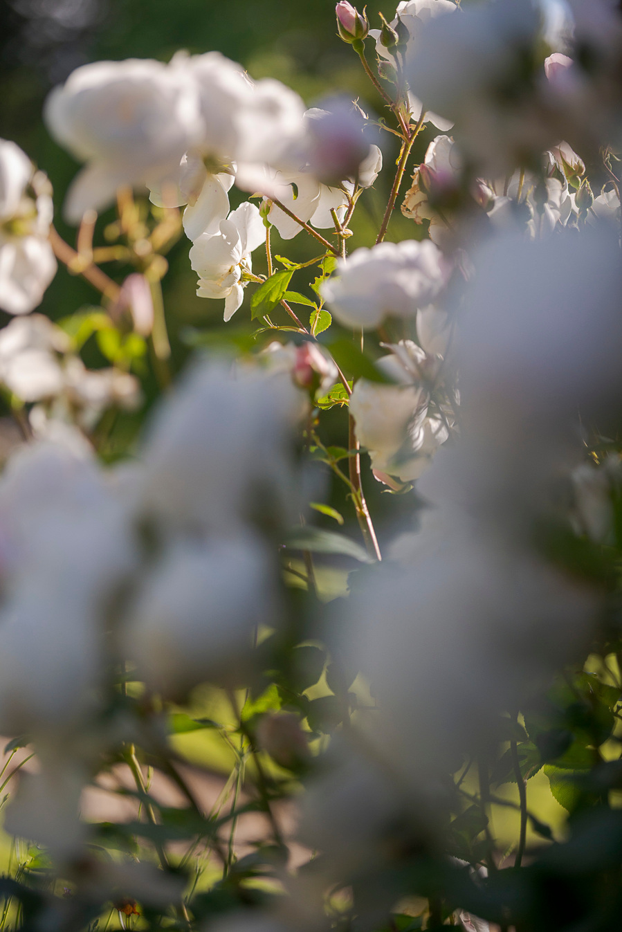 natural and authentic wedding photography, close up shot of white and pink roses in garden