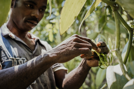 Vanille de Madagascar
A   Antalaha, dans la région de la SAVA, des agriculteurs cultivent des orchidées,  qui  deviendront des gousses de vanille  une fois pollinisés.