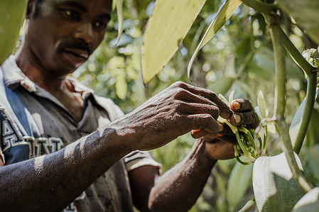Vanille de Madagascar
A   Antalaha, dans la région de la SAVA, des agriculteurs cultivent des orchidées,  qui  deviendront des gousses de vanille  une fois pollinisés.