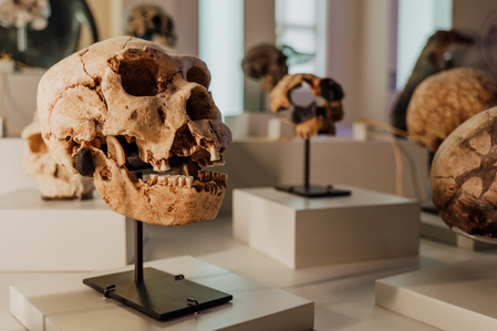 France, Marseille, juin 2024, Reportage photographique au Museum d&#x27;histoire naturelle de Marseille. Au Palais Longchamp, le museum abrite 83 000 spécimens d&#x27;animaux, 200 000 spécimens végétaux, 81 000 spécimens de paléontologie, et de 8 000 échantillons d