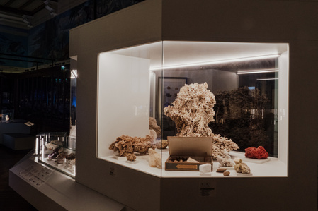 France, Marseille, juin 2024, Reportage photographique au Museum d&#x27;histoire naturelle de Marseille. Au Palais Longchamp, le museum abrite 83 000 spécimens d&#x27;animaux, 200 000 spécimens végétaux, 81 000 spécimens de paléontologie, et de 8 000 échantillons d