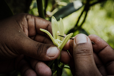 Vanille de Madagascar
A   Antalaha, dans la région de la SAVA, des agriculteurs cultivent des orchidées,  qui  deviendront des gousses de vanille  une fois pollinisés.