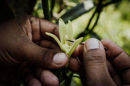 Vanille de Madagascar
A   Antalaha, dans la région de la SAVA, des agriculteurs cultivent des orchidées,  qui  deviendront des gousses de vanille  une fois pollinisés.