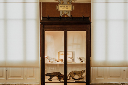 France, Marseille, juin 2024, Reportage photographique au Museum d&#x27;histoire naturelle de Marseille. Au Palais Longchamp, le museum abrite 83 000 spécimens d&#x27;animaux, 200 000 spécimens végétaux, 81 000 spécimens de paléontologie, et de 8 000 échantillons d