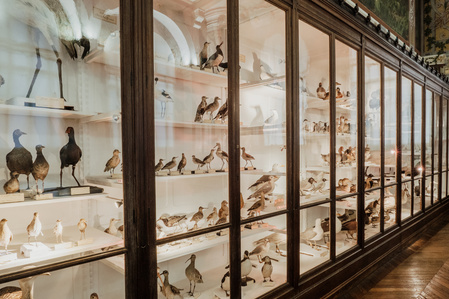 France, Marseille, juin 2024, Reportage photographique au Museum d&#x27;histoire naturelle de Marseille. Au Palais Longchamp, le museum abrite 83 000 spécimens d&#x27;animaux, 200 000 spécimens végétaux, 81 000 spécimens de paléontologie, et de 8 000 échantillons d