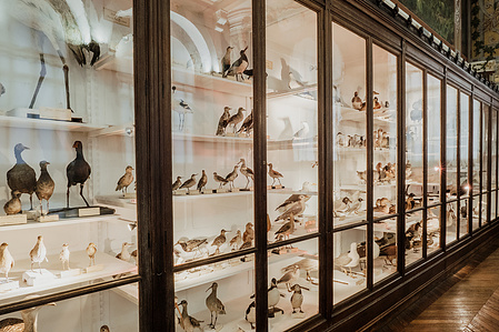 France, Marseille, juin 2024, Reportage photographique au Museum d&#x27;histoire naturelle de Marseille. Au Palais Longchamp, le museum abrite 83 000 spécimens d&#x27;animaux, 200 000 spécimens végétaux, 81 000 spécimens de paléontologie, et de 8 000 échantillons d