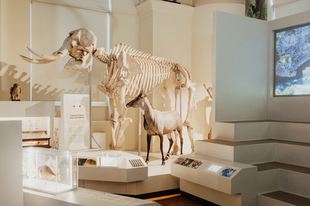 France, Marseille, juin 2024, Reportage photographique au Museum d&#x27;histoire naturelle de Marseille. Au Palais Longchamp, le museum abrite 83 000 spécimens d&#x27;animaux, 200 000 spécimens végétaux, 81 000 spécimens de paléontologie, et de 8 000 échantillons d