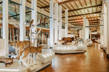 France, Marseille, juin 2024, Reportage photographique au Museum d&#x27;histoire naturelle de Marseille. Au Palais Longchamp, le museum abrite 83 000 spécimens d&#x27;animaux, 200 000 spécimens végétaux, 81 000 spécimens de paléontologie, et de 8 000 échantillons d