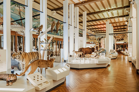 France, Marseille, juin 2024, Reportage photographique au Museum d&#x27;histoire naturelle de Marseille. Au Palais Longchamp, le museum abrite 83 000 spécimens d&#x27;animaux, 200 000 spécimens végétaux, 81 000 spécimens de paléontologie, et de 8 000 échantillons d