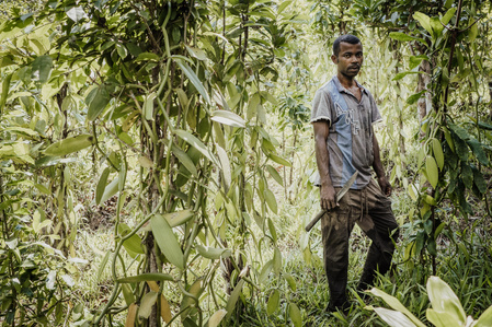 Vanille de Madagascar
A   Antalaha, dans la région de la SAVA, des agriculteurs cultivent des orchidées,  qui  deviendront des gousses de vanille  une fois pollinisés.