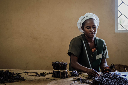 Vanille de Madagascar. 
A l'entrepôt d'Antalaha, dans la région de la SAVA, à Madagascar, les ouvrières trient les gousses de vanille par taille pour en faire de gros ballots.