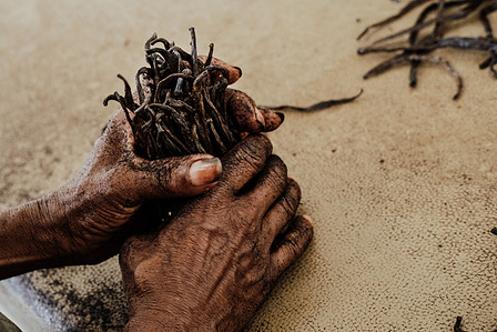 Vanille de Madagascar. 
A l'entrepôt d'Antalaha, dans la région de la SAVA, à Madagascar, les ouvrières trient les gousses de vanille par taille pour en faire de gros ballots.