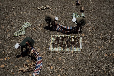 Vanille de Madagascar. 
A l'entrepôt d'Antalaha, dans la région de la SAVA, à Madagascar, le travail des ouvrières consiste ici à placer les gousses de vanille au soleil pour leur permettre une meilleure maturation.