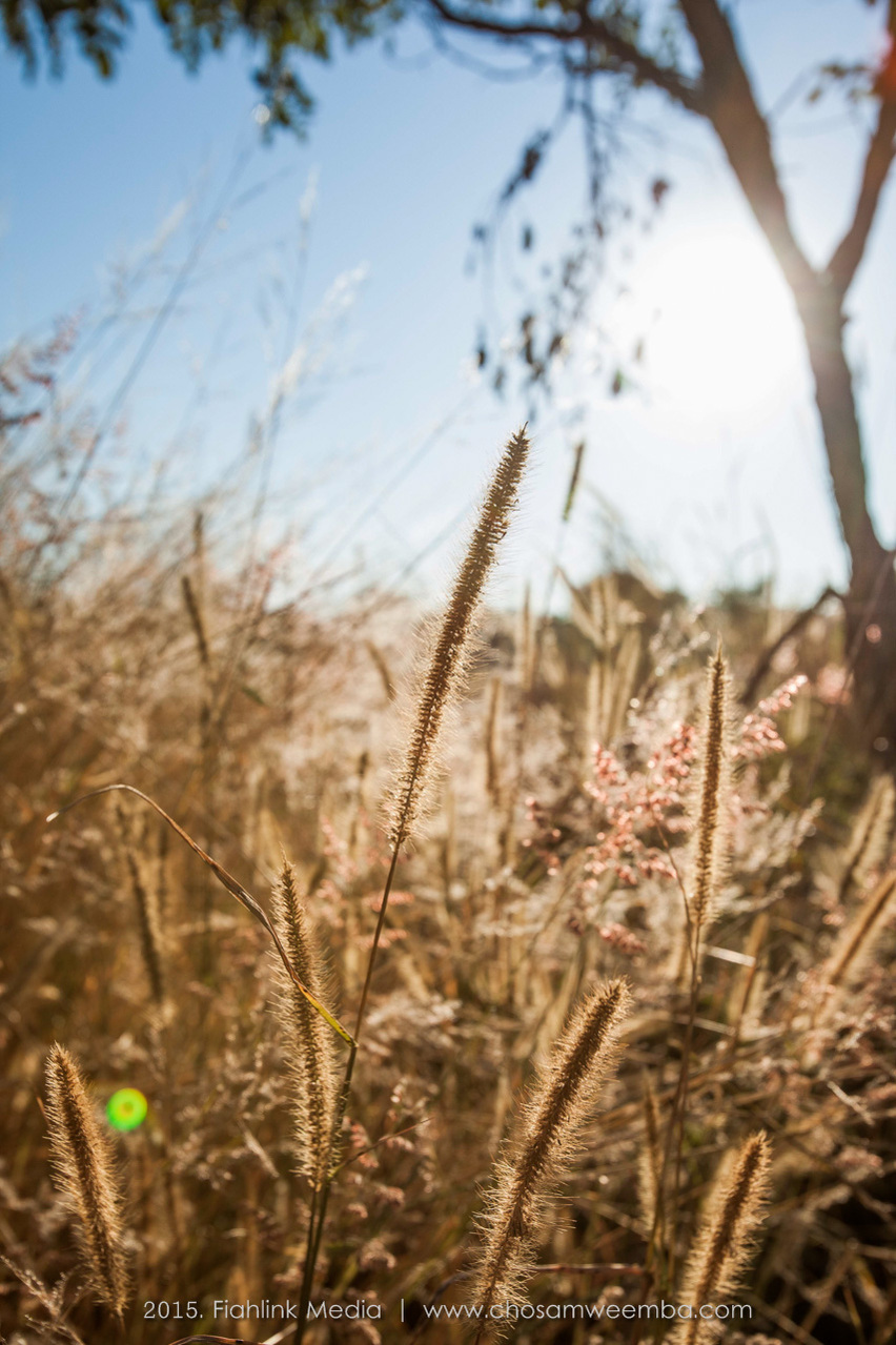 Sunrise, Grass, Zambia