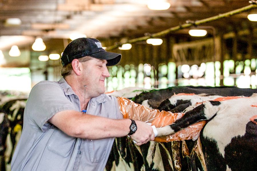 Oh geez, this guy is impregnating a cow. Intense right??