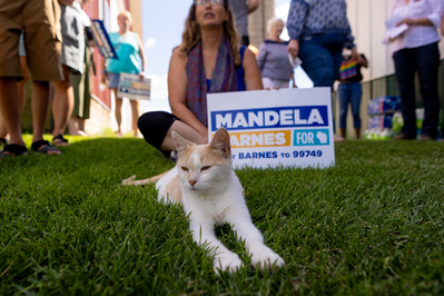 A cat is in front of a Mandela Barnes sign. 