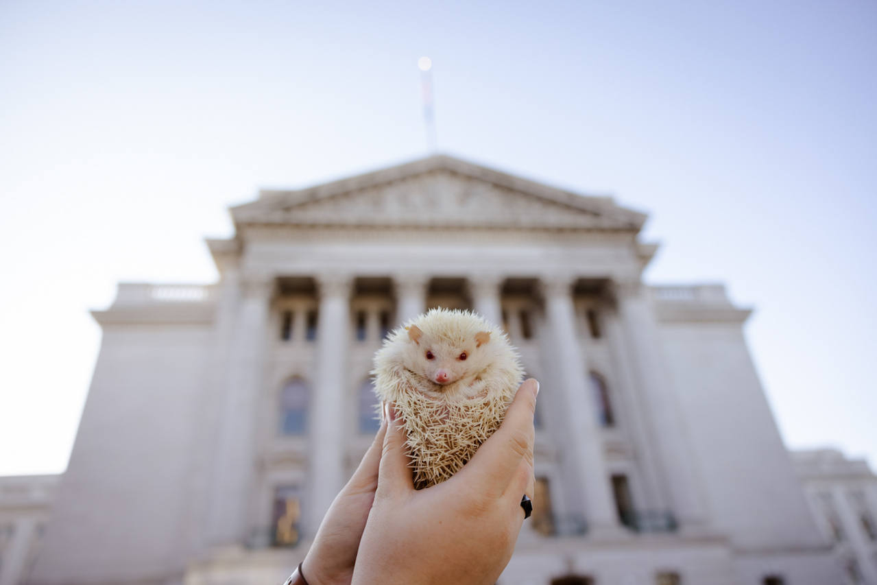 An editorial photo of Bascom Hall at the University of Wisconsin Madison. A hedgehog playfully poses in a portrait on the Campus of the University.