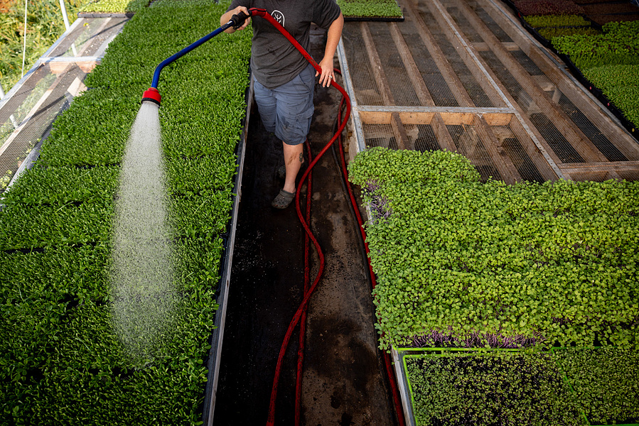 A person is watering micro greens at Vitruvian Farms. 