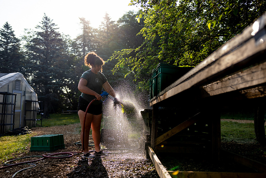 A women is backlit by the sun and is hosing off a bunch of vegetables at Vitruvian Farms  in McFarland, Wi. 