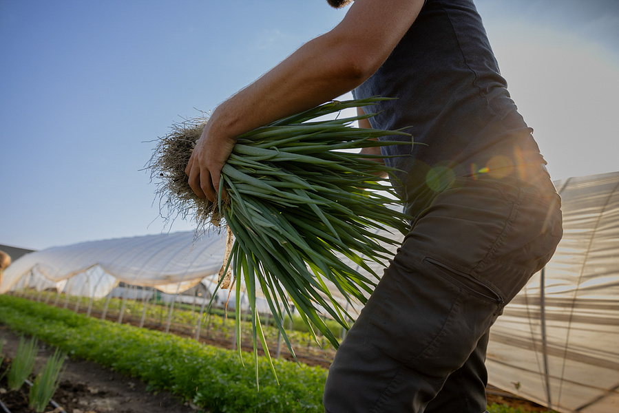 Pickin' onions at Vitruvian Farms in McFarland, WI. 