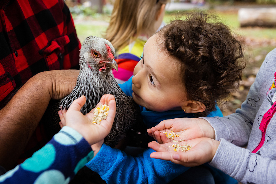 A kid is looking at chicken right in the eye. They are having a moment.