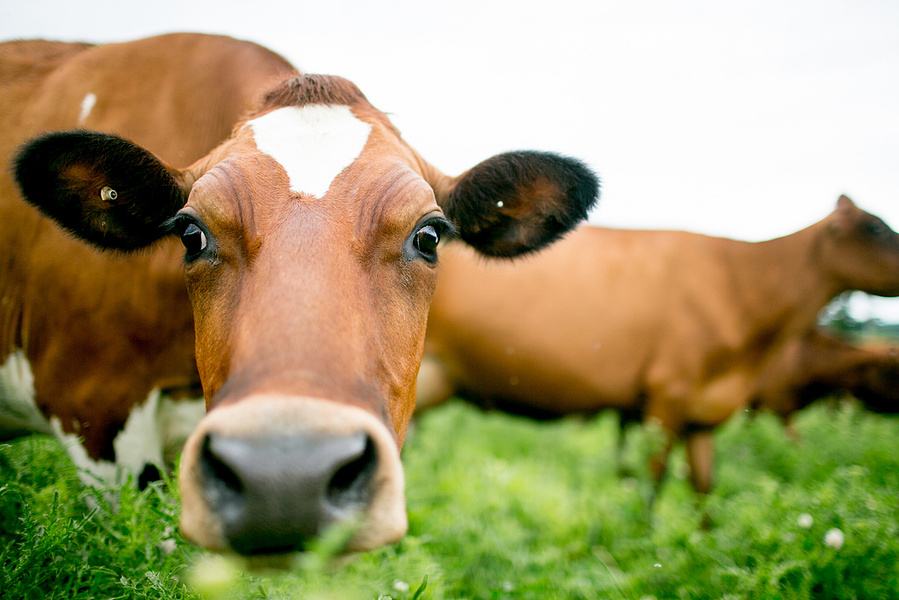An inquisitive cow looking at the camera.