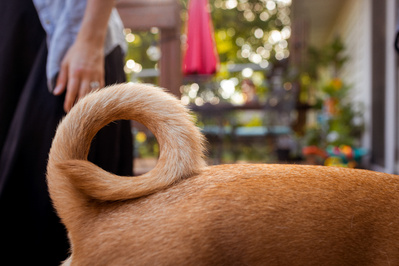 pet photography of a family's dog.  the puppy tail curls in this photo