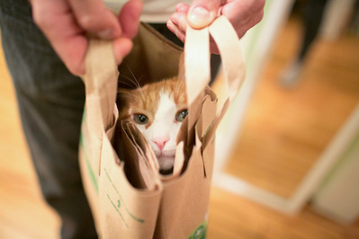 pet photography of a cat in a brown shopping bag