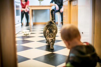 A cat in the kitchen walks toward a toddler as the parents look on in the background of this family photo.