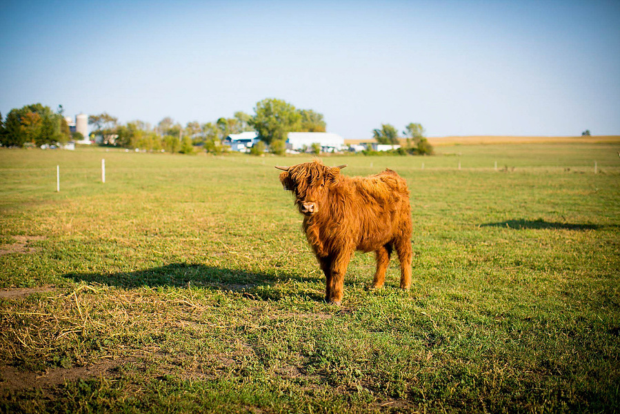 Dude! Fuzzy cow! 