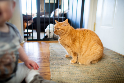 pet photography and orange cat plays with a toddler in this baby photo