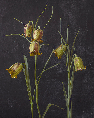 Fritillaria Acmopetala, 2021
40x50cm
Kreetta Järvenpää
