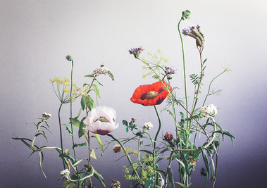 Bees and Poppies, 2020
53x37,5cm
Kreetta Järvenpää