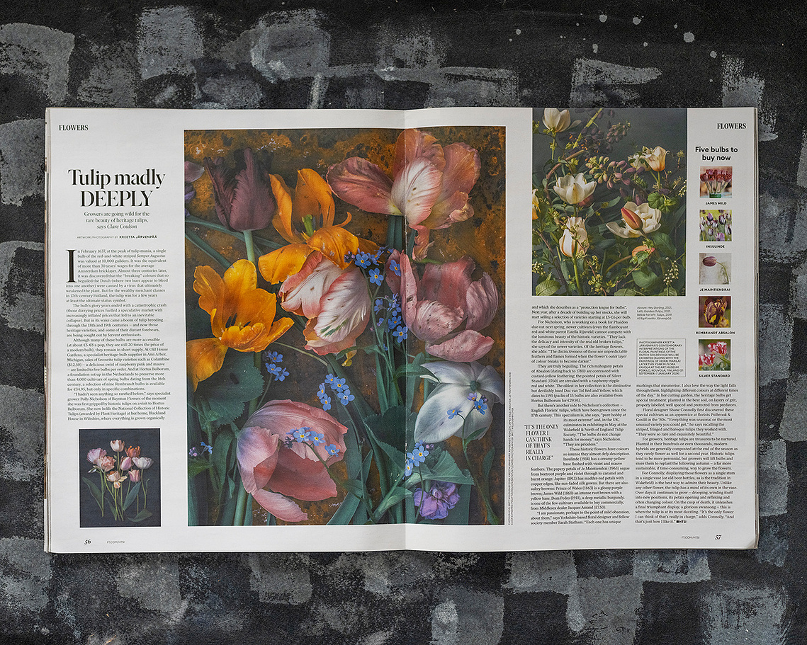 A story about historic tulips by Clare Coulson for Financial Times HTSI. Tulip photography by Kreetta Järvenpää
